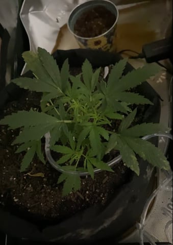 Bruce Banner (Auto) — vegetative, day 18