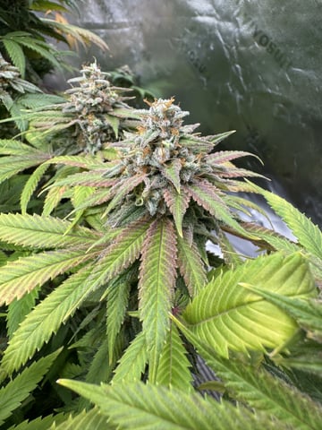 7 Strains 14 Plants  — none, day 160