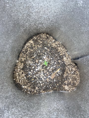  Tropicana Cherry  — seedling_rooting, day 4