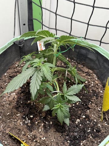 Indoor & Outdoor Grow 6 — vegetative, day 16