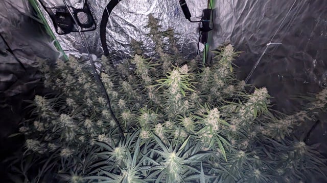 Strawberry Cheesecake Seedsman Seeds Autoflowers x2 — flower, day 80