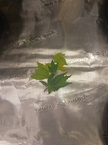 Master Kush — vegetative, day 41