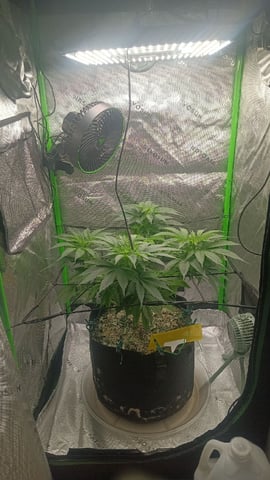 Critical Purple Kush — flower, day 86