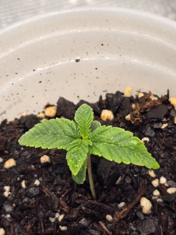Northern lights #10 (Alaska) — seedling_rooting, day 5