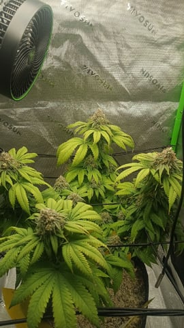 Critical Purple Kush — flower, day 127