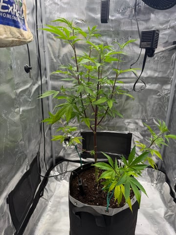  Apple fritter  Clones round two — vegetative, day 125