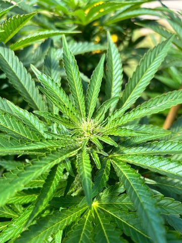 Hindu Kush — flower, day 26