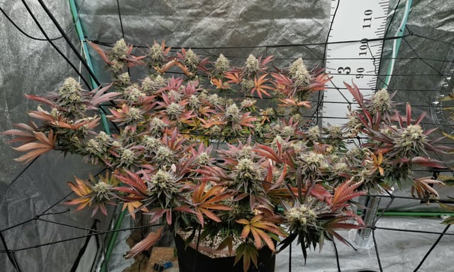 Blackberry Kush — flower, day 116