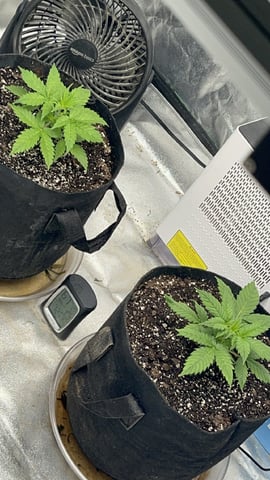 420 Fast Buds  — vegetative, day 25