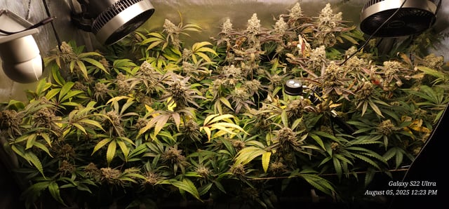 Blasted Genetics  — flower, day 163