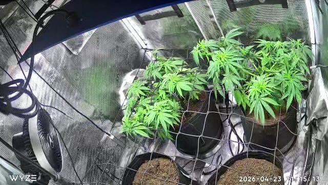 Blue Dream Feminized  — vegetative, day 55