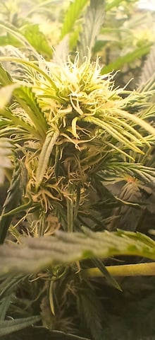 newest ggs setup grow — flower, day 46