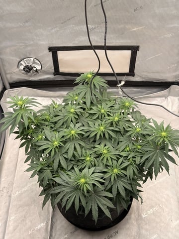 BloodMoon Gelato — flower, day 77