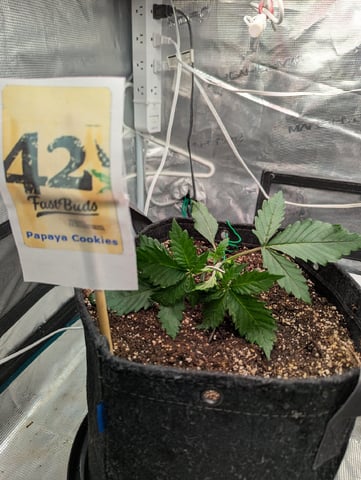 Fastbudz Payaya Cookies