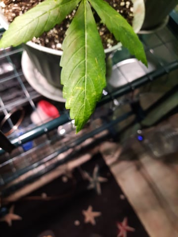 missing pieces — vegetative, day 48