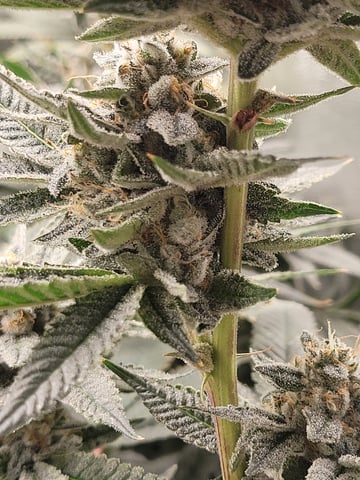 #3 — flower, day 77