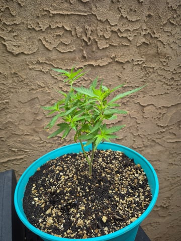 new strain — vegetative, day 1