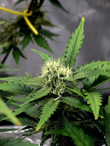 (4)autos  — flower, day 62