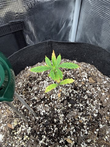 Gorilla Cookies — 1st Grow — vegetative, day 34