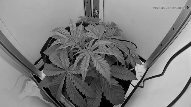Blue Dream