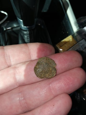 critical purple kush x peyote wifi  in the auto pot system tray 2 grow with added microhazian to the coco coir  — vegetative, day 25