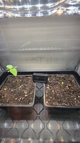 ethos genetics  — germination, day 9