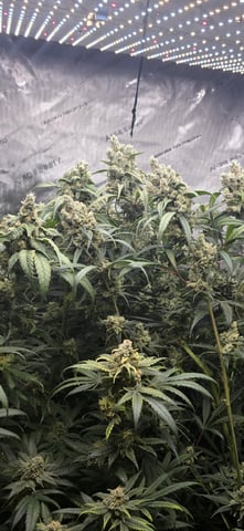 strawberry guava bx — flower, day 29