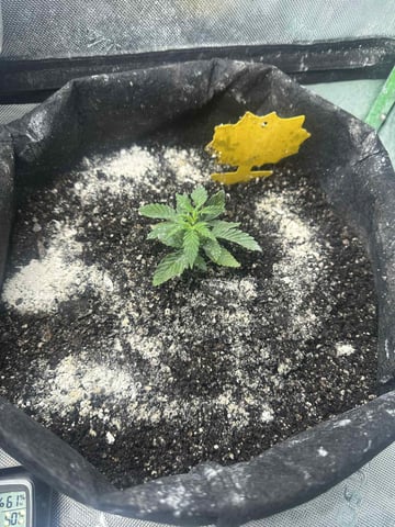 banana bread autoflower  — seedling_rooting, day 14