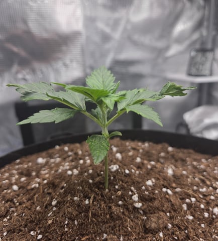 August Grow — grow_setup, day 25