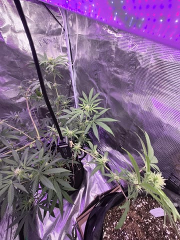 Kalini Asia Auto  — flower, day 34