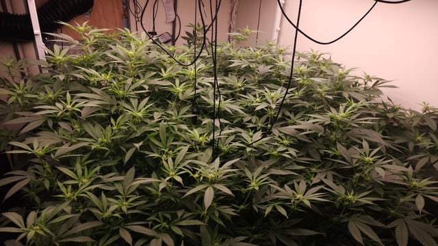 DNA Genetics Kosher Cookies rockwool run round 2 — flower, day 58