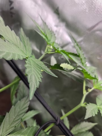"Wedding Crasher"  Grow#2 — vegetative, day 54