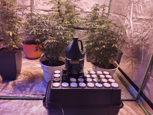 10 Mothers — vegetative, day 1