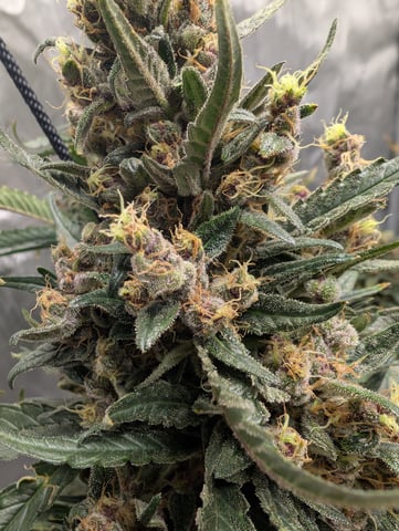 flipped to flower — flower, day 53