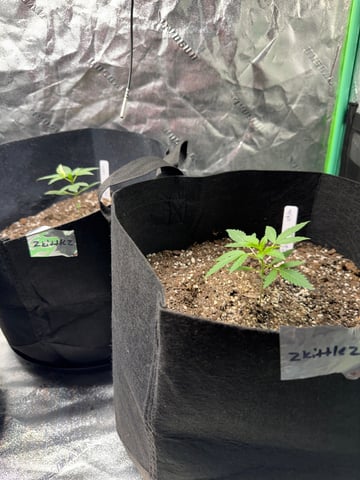 Auto 3/9/26 — seedling_rooting, day 14
