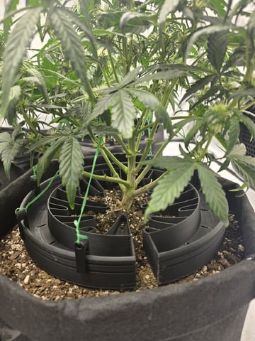 1st Grow 4x4 — vegetative, day 39