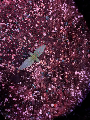 Autoflowers — seedling_rooting, day 8