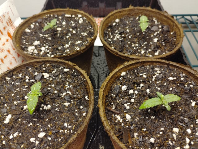 Outdoor Grow 1 — vegetative, day 1