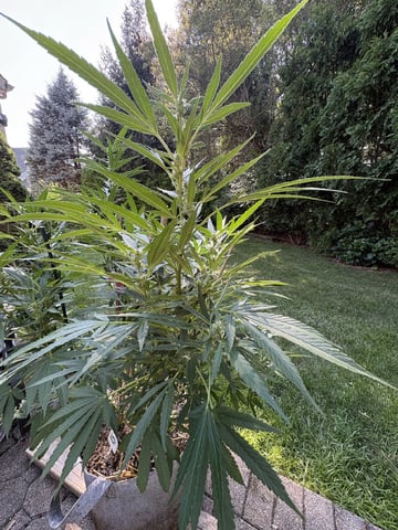 Rotten Heart (freebie From North Atlantics Breeders Dirty Bird Genetics 