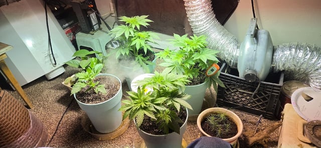 First GROE — vegetative, day 6