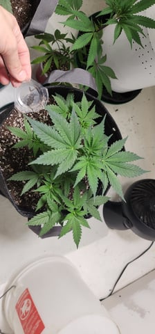 Orange cream pop and sour strawberry — vegetative, day 35