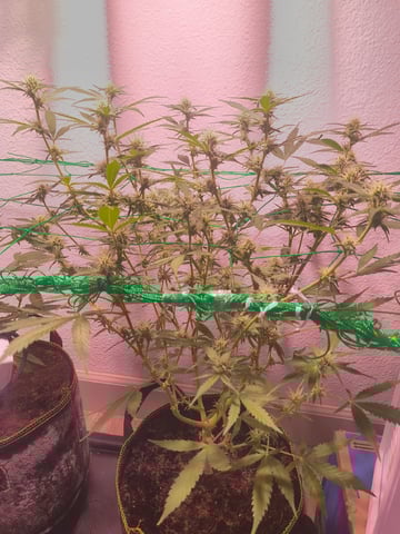 pineapple Express  — flower, day 8