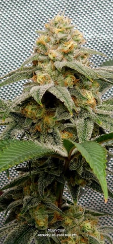 Another Custom Creation — flower, day 123