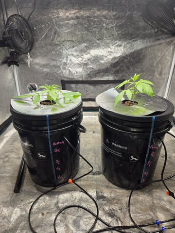 RQS Cookies Gelato — vegetative, day 21