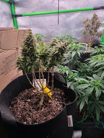 My Second Indoor — vegetative, day 90