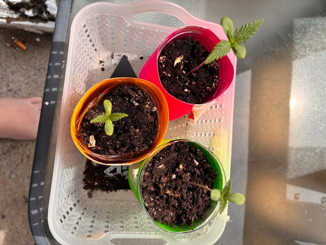 My First Grow — germination, day 13