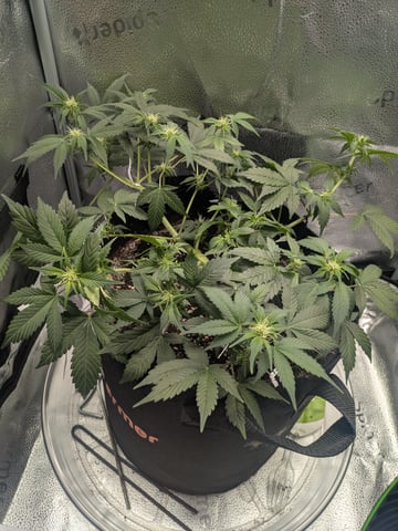 OG III — seedling_rooting, day 35