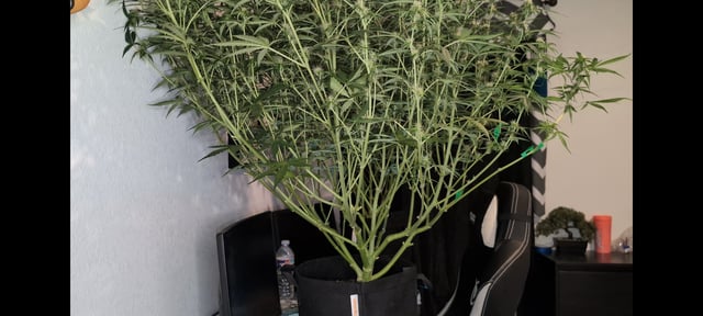 Strawberry Cheesecake Seedsman Seeds Autoflowers x2 — flower, day 56