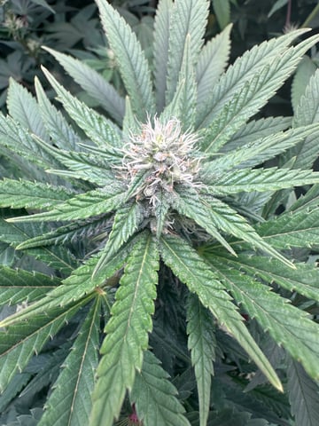 GrowRoom — flower, day 4