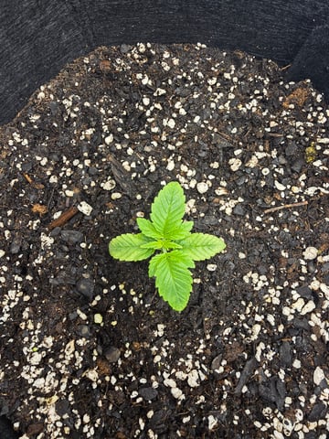 Northern lights #10 (Alaska) — seedling_rooting, day 7